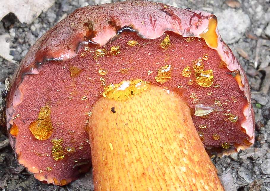 Boleti di giornata  5/10/04